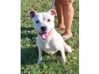 Adopt Lilo (-) a Pit Bull Terrier, Mixed Breed