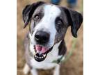 Adopt Gacia (HW-) a Australian Shepherd, Labrador Retriever
