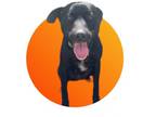 Adopt Pumpernickel a Cattle Dog, Mixed Breed