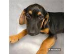 Adopt Maisie a Coonhound