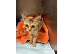 Adopt BB a Domestic Short Hair