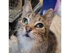 Adopt Mama Jean a Domestic Short Hair