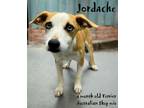 Adopt Jordache a Australian Shepherd, Terrier