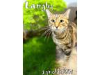 Adopt Langley a Domestic Short Hair