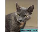 Adopt Lillian a Domestic Short Hair