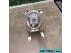 Adopt Princess a Pit Bull Terrier