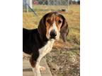 Adopt Myrtle a Foxhound