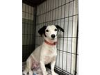 Adopt Mindy a Dachshund