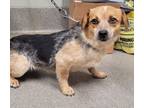 Adopt Minnie a Beagle