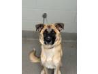 Adopt Tara a Shepherd, Great Pyrenees