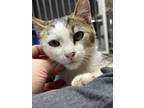 Adopt Nina a Domestic Short Hair