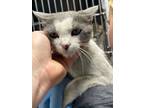 Adopt Tina a Domestic Short Hair