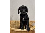 Adopt Lucy Aslan a Hound, Labrador Retriever