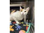 Adopt Charlie a Domestic Short Hair