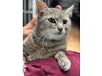 Adopt Bermuda a Domestic Medium Hair