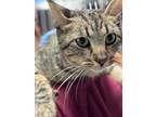 Adopt Lucy a Domestic Short Hair