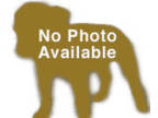 Adopt Appt. Pending - Dixie a Hound, Australian Cattle Dog / Blue Heeler