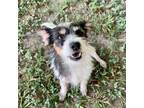 Adopt Thistle a Wirehaired Terrier
