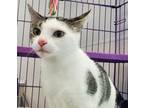 Adopt Emaline a Domestic Short Hair