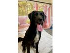 Adopt Josie a Golden Retriever, Labrador Retriever