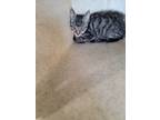 Adopt Tabi a Domestic Short Hair
