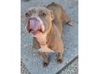 Adopt Wren a Pit Bull Terrier, Mixed Breed