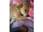 Adopt Banana a Labrador Retriever, Mixed Breed