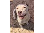 Adopt Snow a Pit Bull Terrier, Mixed Breed