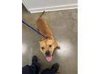 Adopt Sugar a Pit Bull Terrier, Mixed Breed