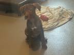 Adopt Ginger a Labrador Retriever, Mixed Breed