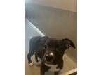 Adopt Fennel a Labrador Retriever, Mixed Breed