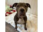 Adopt Eleanor a Mixed Breed