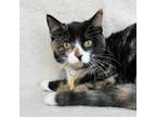 Adopt Merida a Domestic Short Hair