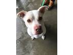 Adopt Skylar a Labrador Retriever, Pit Bull Terrier