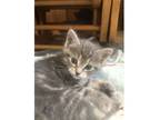 Adopt Alice a Domestic Short Hair