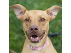Adopt Luna a Pit Bull Terrier, Mixed Breed