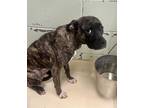 Adopt Bashful a Pit Bull Terrier