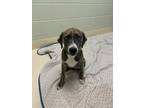 Adopt Evelyn a Mountain Cur, Saint Bernard