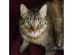 Adopt Bug a Domestic Short Hair