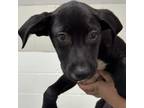 Adopt Suni a Mixed Breed