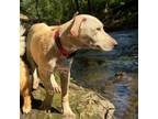 Adopt Sugar Cookie a Yellow Labrador Retriever, Mixed Breed