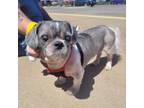 Adopt Ember a Shih Tzu