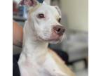 Adopt Honey *Adoption Pending* a Catahoula Leopard Dog