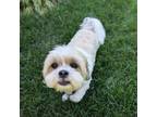 Adopt Daisy a Shih Tzu, Bichon Frise