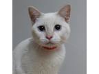 Adopt ParmaJean C17361 a Siamese