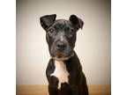 Adopt Sora D17538 a Labrador Retriever