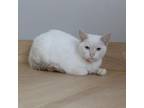 Adopt ParmaJane C17358 a Siamese