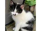 Adopt River C17379 a American Shorthair