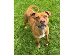 Adopt Gemma a Pit Bull Terrier, Mixed Breed
