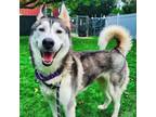 Adopt Marge a Husky